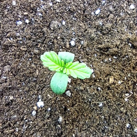 Auto Gagarin growlog timeline photo