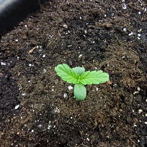 Auto Gagarin growlog timeline photo