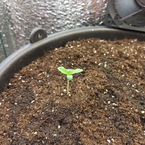 Auto Gagarin growlog timeline photo