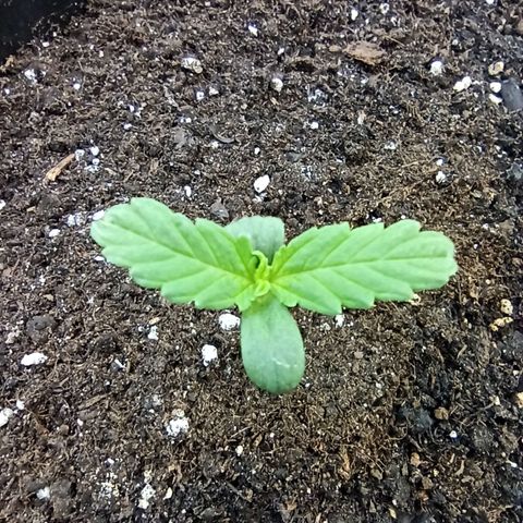 Auto Gagarin growlog timeline photo