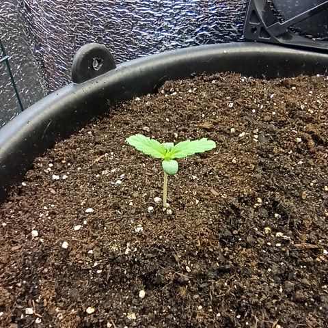Auto Gagarin growlog timeline photo