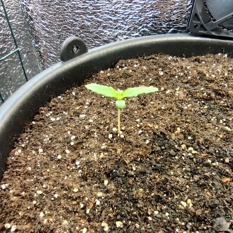 Auto Gagarin growlog timeline photo