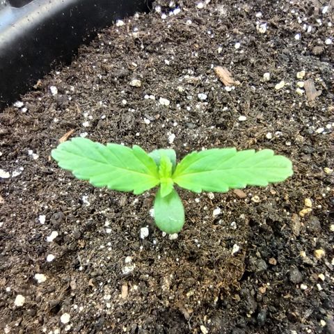 Auto Gagarin growlog timeline photo
