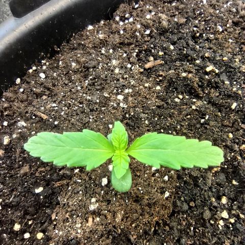 Auto Gagarin growlog timeline photo