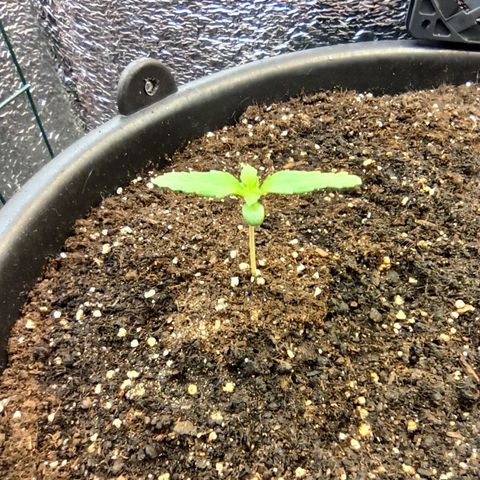 Auto Gagarin growlog timeline photo