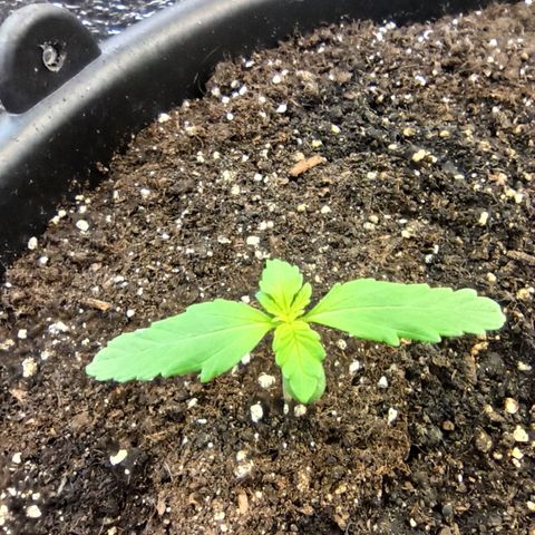 Auto Gagarin growlog photo: Утро