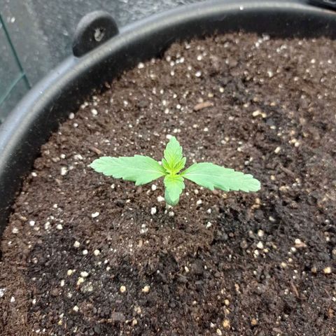 Auto Gagarin growlog photo: Вечер