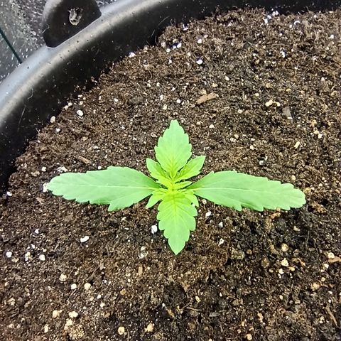 Auto Gagarin growlog timeline photo