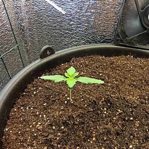 Auto Gagarin growlog timeline photo