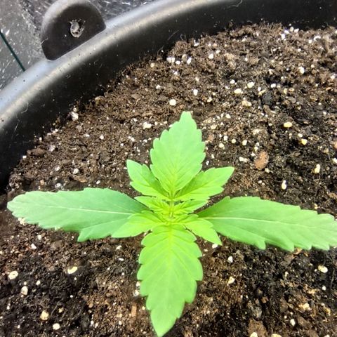 Auto Gagarin growlog timeline photo