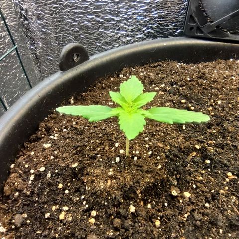 Auto Gagarin growlog timeline photo