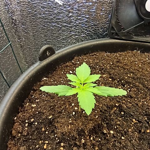 Auto Gagarin growlog timeline photo