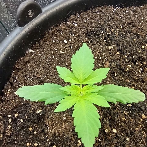 Auto Gagarin growlog timeline photo