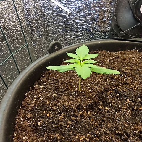 Auto Gagarin growlog timeline photo
