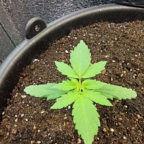 Auto Gagarin growlog timeline photo