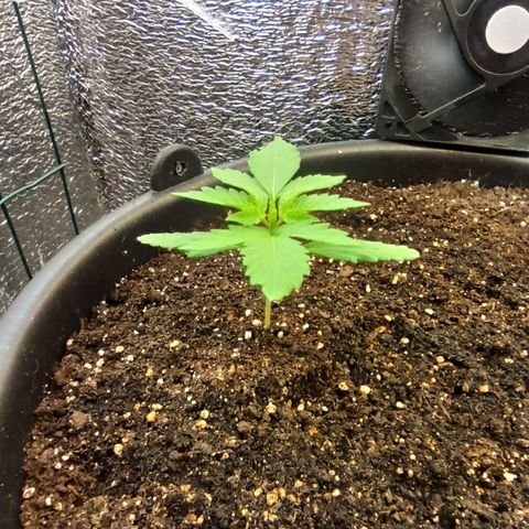 Auto Gagarin growlog timeline photo