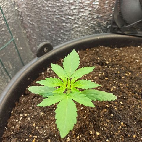 Auto Gagarin growlog timeline photo