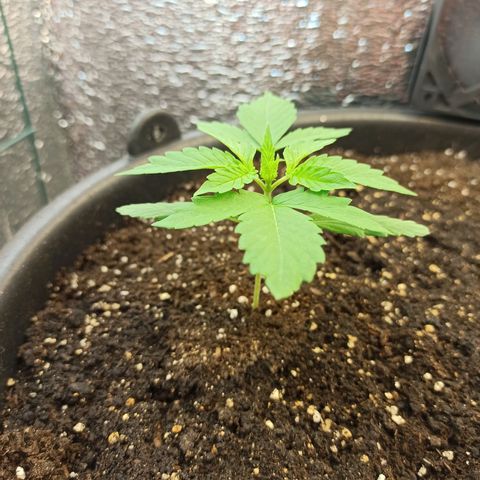 Auto Gagarin growlog timeline photo