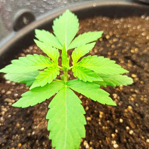 Auto Gagarin growlog timeline photo