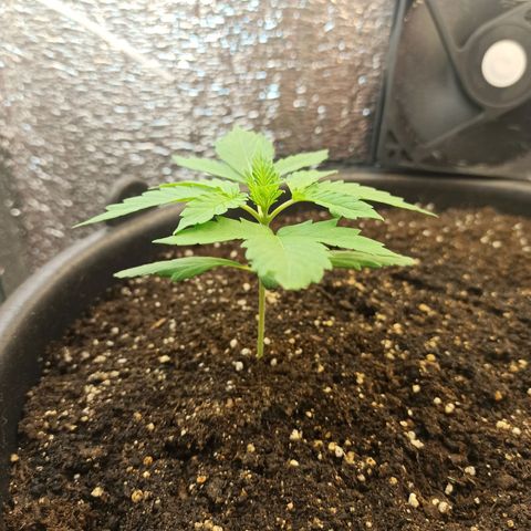 Auto Gagarin growlog timeline photo
