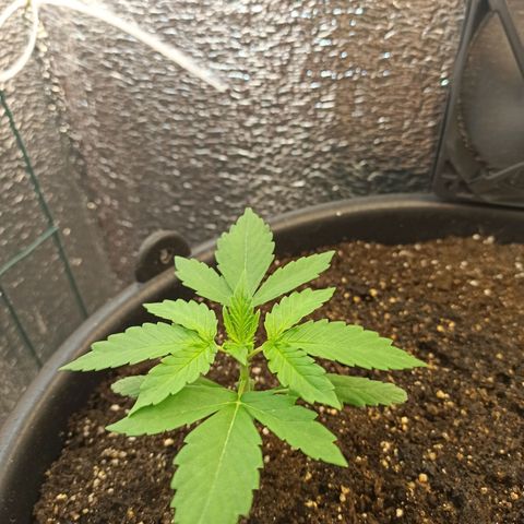 Auto Gagarin growlog timeline photo