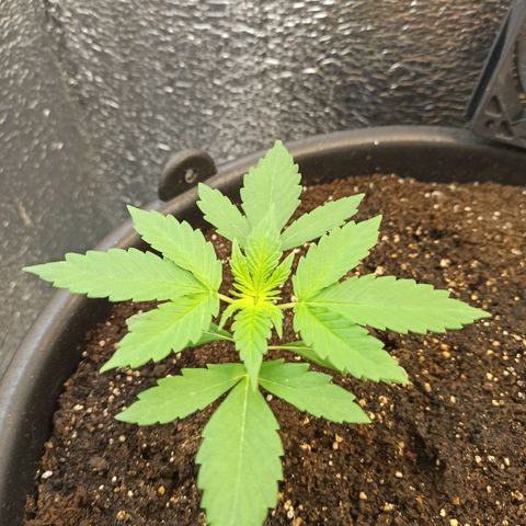 Auto Gagarin growlog timeline photo