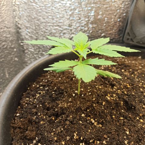 Auto Gagarin growlog timeline photo