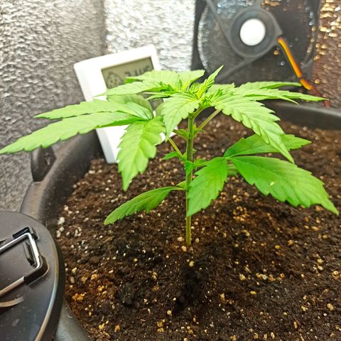 Auto Gagarin growlog timeline photo