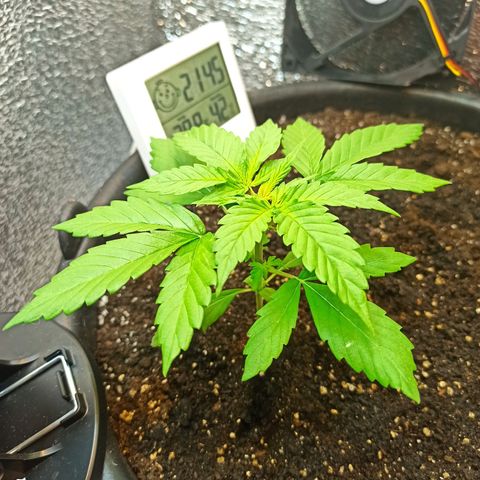 Auto Gagarin growlog timeline photo