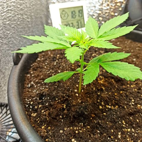 Auto Gagarin growlog timeline photo