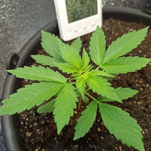 Auto Gagarin growlog timeline photo
