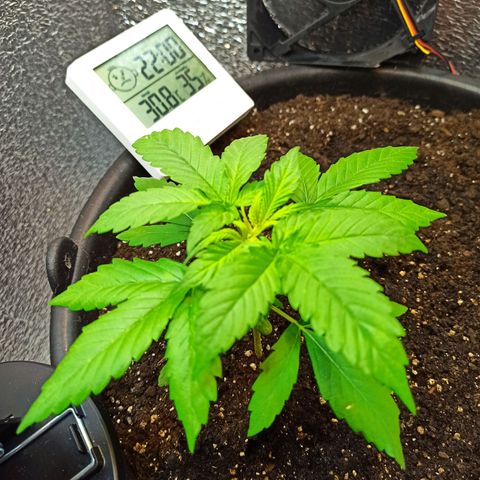 Auto Gagarin growlog timeline photo