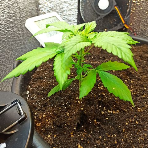 Auto Gagarin growlog timeline photo