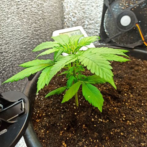 Auto Gagarin growlog timeline photo