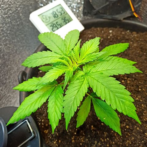 Auto Gagarin growlog timeline photo