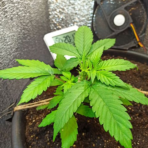 Auto Gagarin growlog timeline photo
