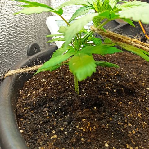 Auto Gagarin growlog timeline photo