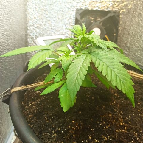 Auto Gagarin growlog timeline photo