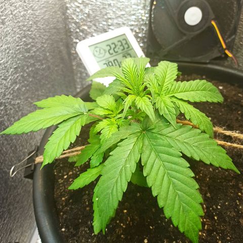 Auto Gagarin growlog timeline photo