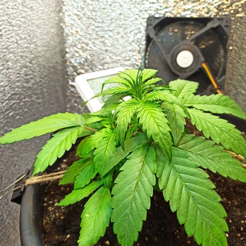 Auto Gagarin growlog timeline photo