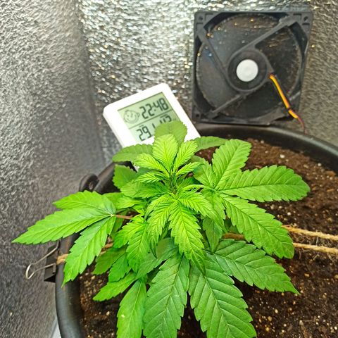 Auto Gagarin growlog timeline photo