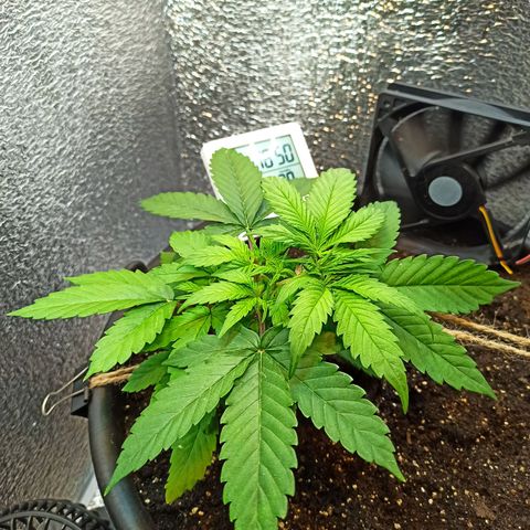 Auto Gagarin growlog timeline photo