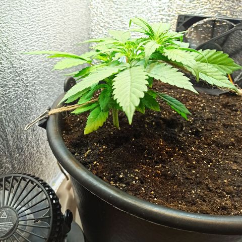 Auto Gagarin growlog timeline photo
