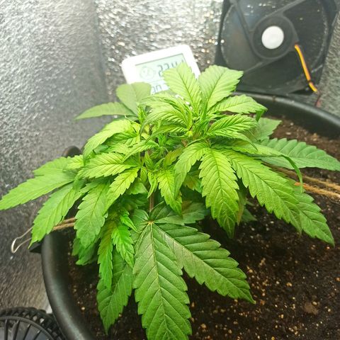 Auto Gagarin growlog timeline photo