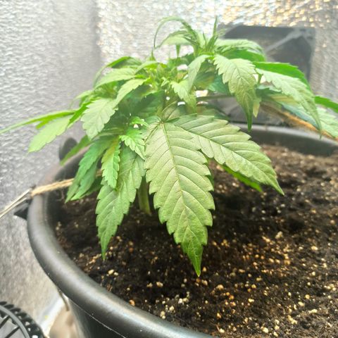Auto Gagarin growlog timeline photo