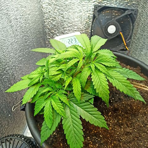 Auto Gagarin growlog timeline photo