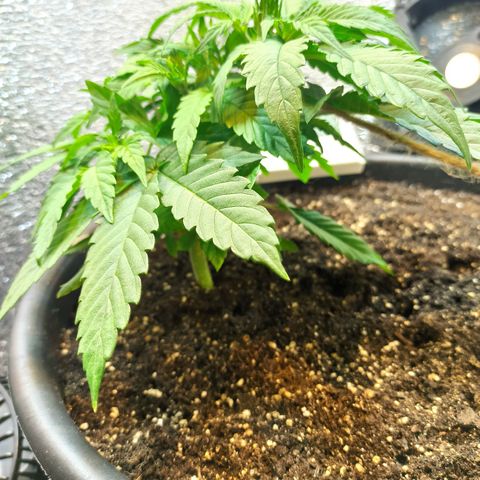 Auto Gagarin growlog timeline photo