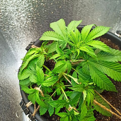 Auto Gagarin growlog timeline photo