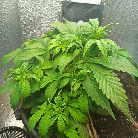Auto Gagarin growlog timeline photo