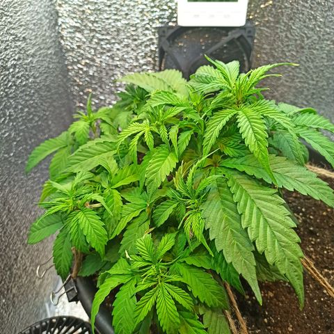Auto Gagarin growlog timeline photo